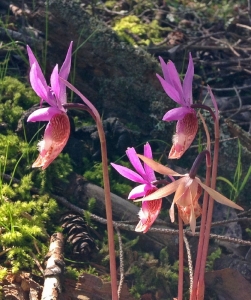 Calypso orchids on Pender Island.